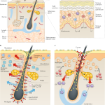 Νευροανοσολογία και Δερματολογία: Το Μέλλον της Ιατρικής με Βάση τις Βιολογικές Διεργασίες!