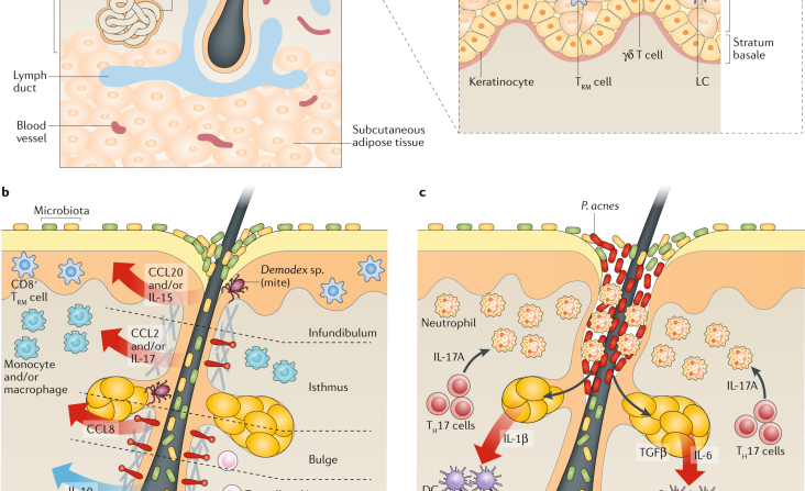 νευροανοσολογια