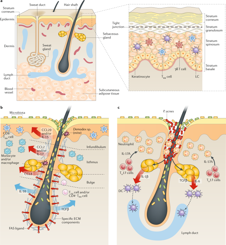 νευροανοσολογια
